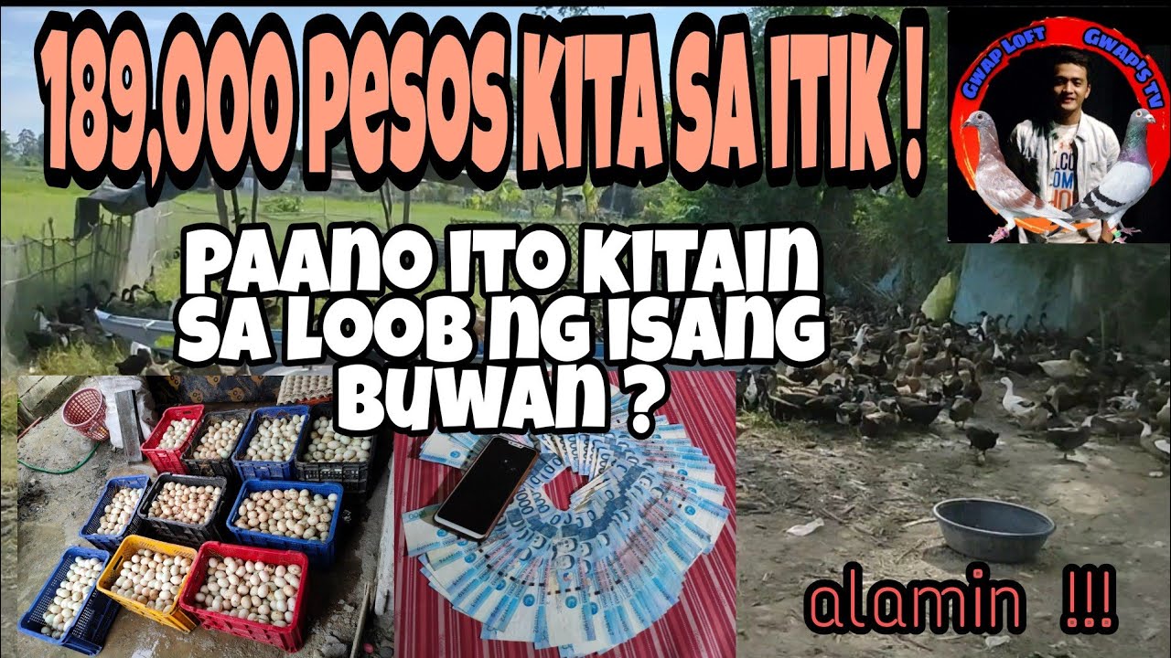 189,000 IN 1 MONTH GROSS INCOME | DUCK FARMING | DUCK LAYING EGGS