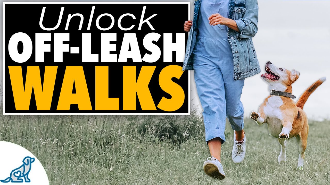 How To Get Your Dog Ready For Off-Leash Walking