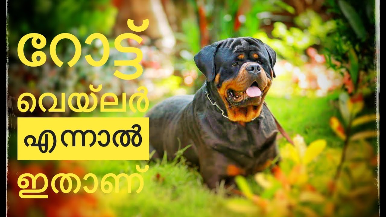 ഭീകരന്മാരായ റോട്ടവെയ്ലറുകളുടെ കിടിലൻ കെന്നൽ. M D ROTTWEI KENNAL Is  biggest import Rottweiler kennal