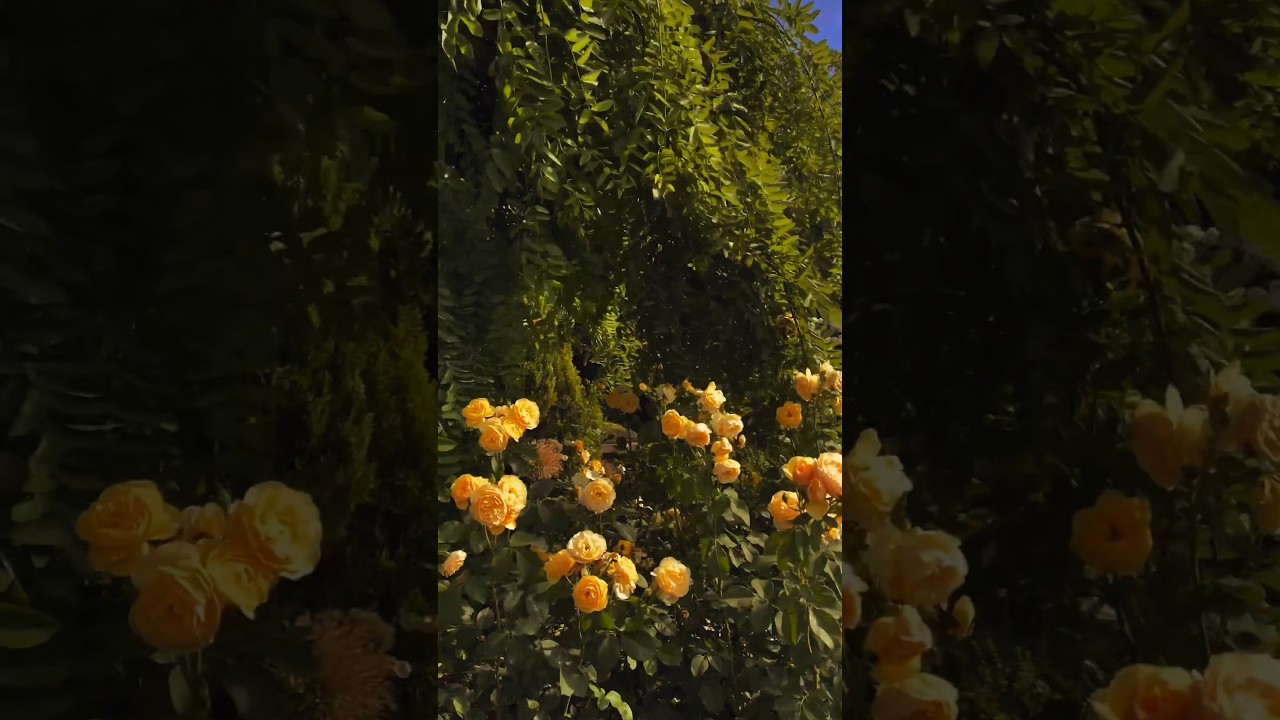 beautiful flowers garden 🌹🌻 