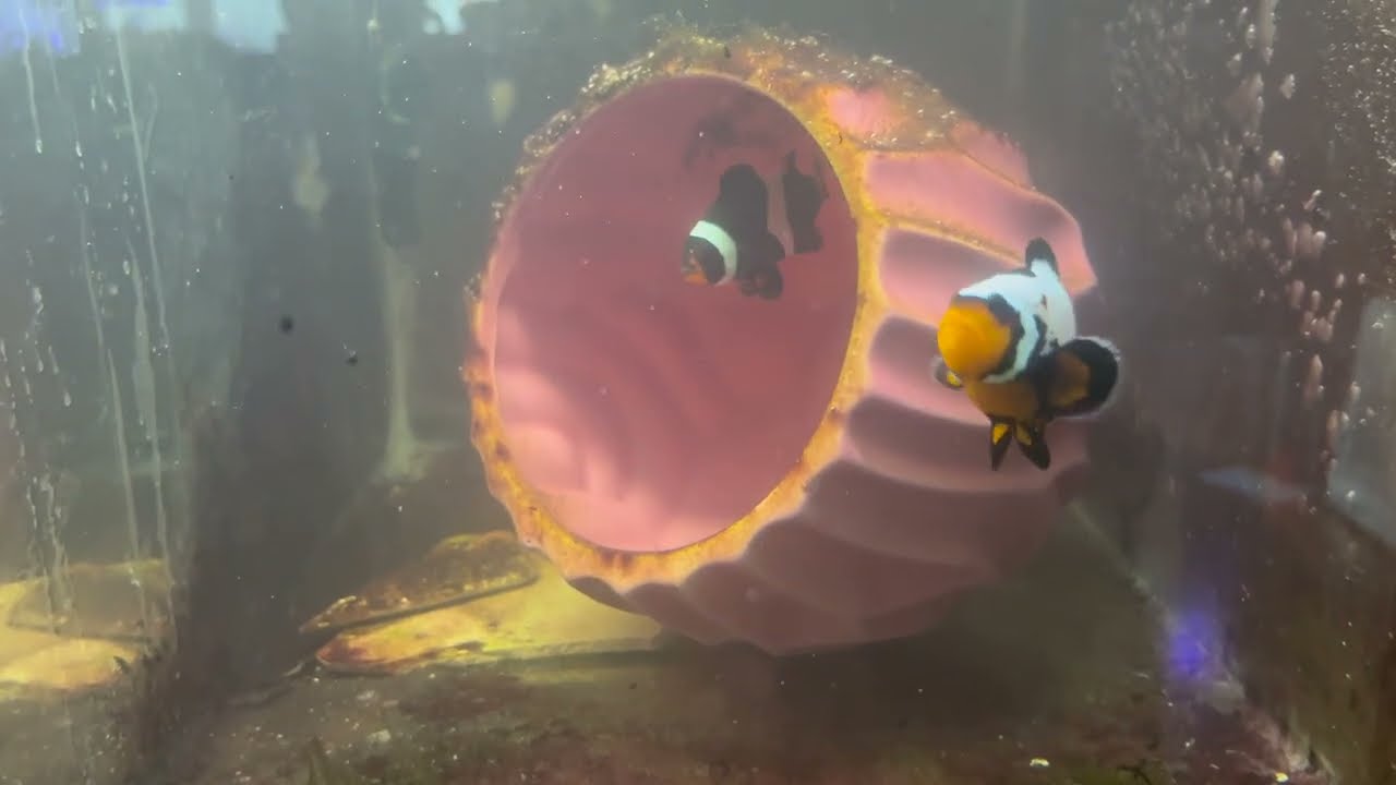 Breeding and raising Clownfish