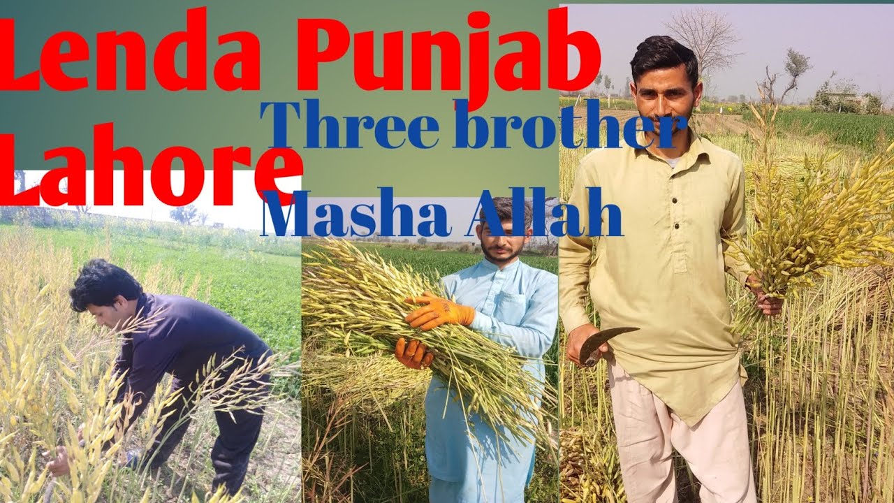 Lenda #punjab#lahore#canola#lenda Punjab Lahore #youtubevideos#workingway
