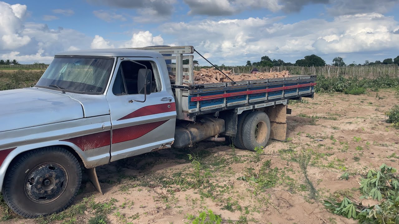 F4000 pegando mandioca na roça pra levar para casa de farinha do sítio mata velha