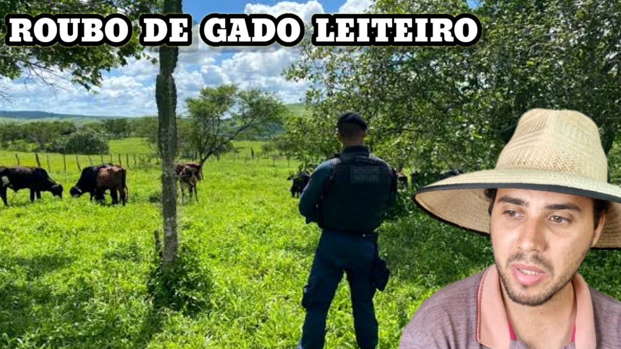 O Roubo de Gado leiteiro na propriedade do 
