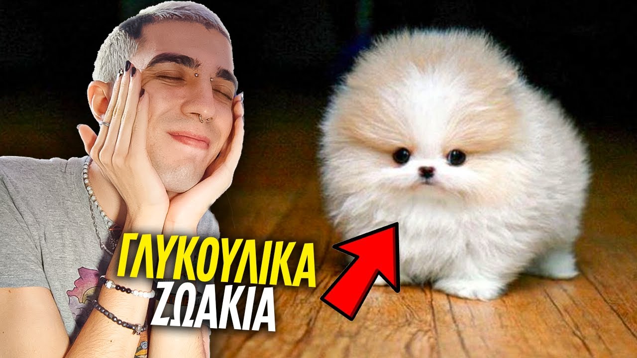 Τα πιο ΓΛΥΚΟΥΛΙΚΑ ΒΙΝΤΕΟ ΜΕ ΖΩΑ!