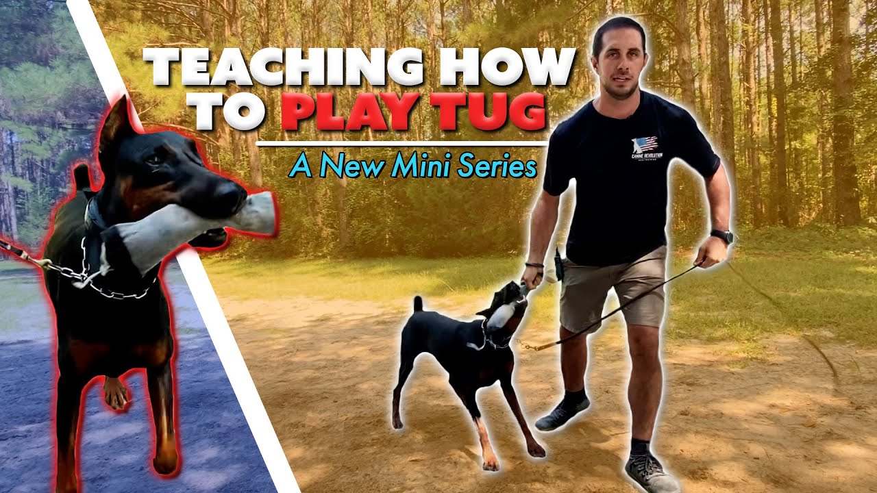 How to Get Your Dog to Play Tug