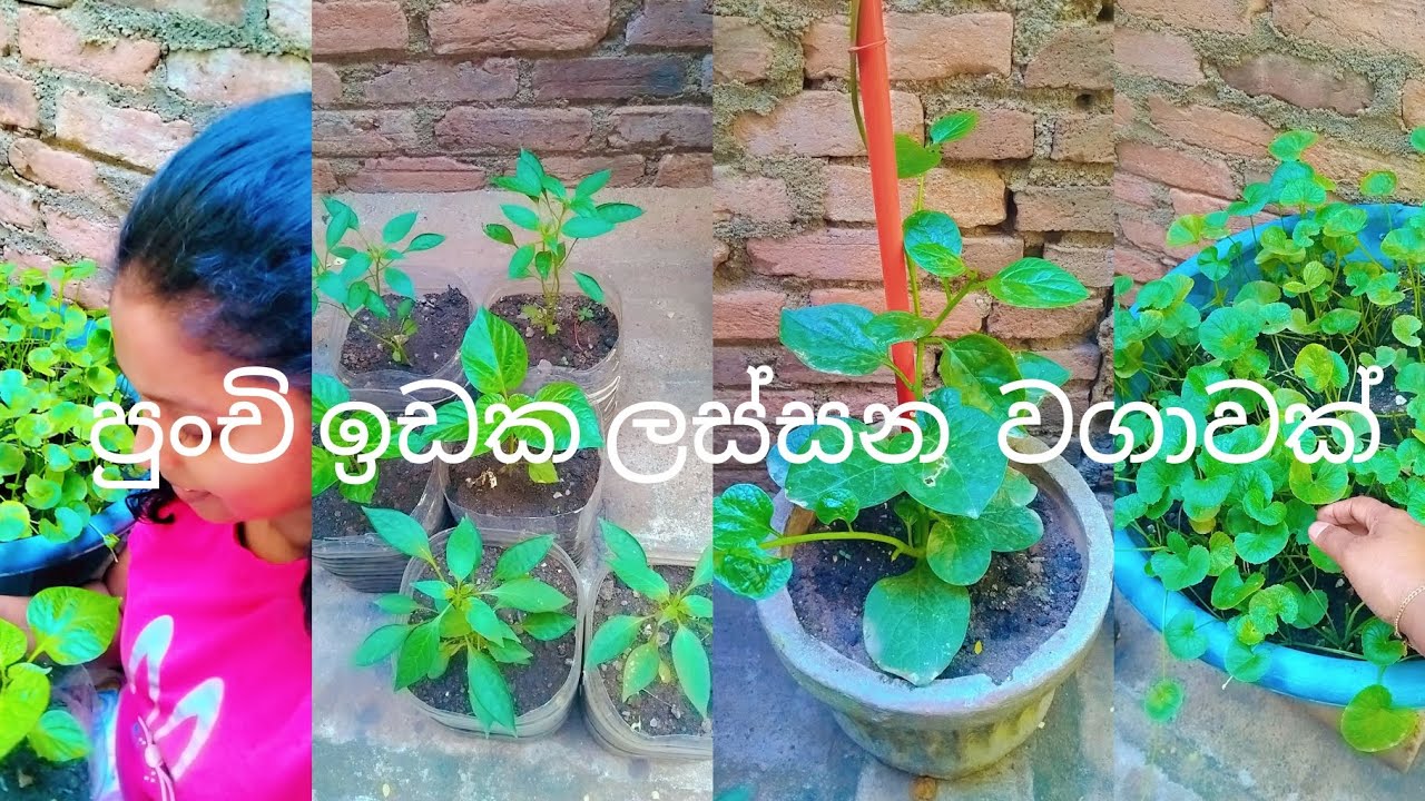 පුංචි  ඉඩක ලස්සන  පුංචි වගාවක්  හදමු 🌾🪴🌷💗
