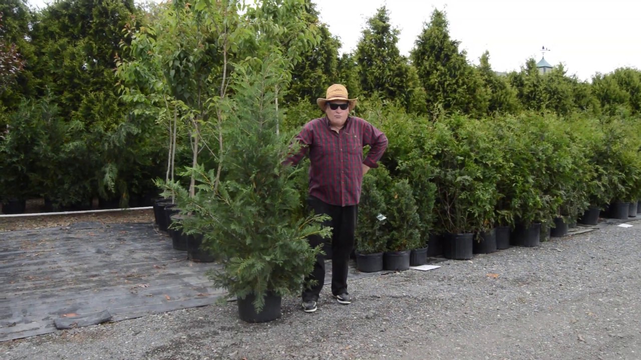 Leyland Cypress &ndash; Evergreen information