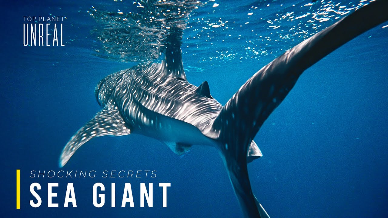 Unseen Sea Giants | The Shocking Secrets of Earth’s Largest Predators