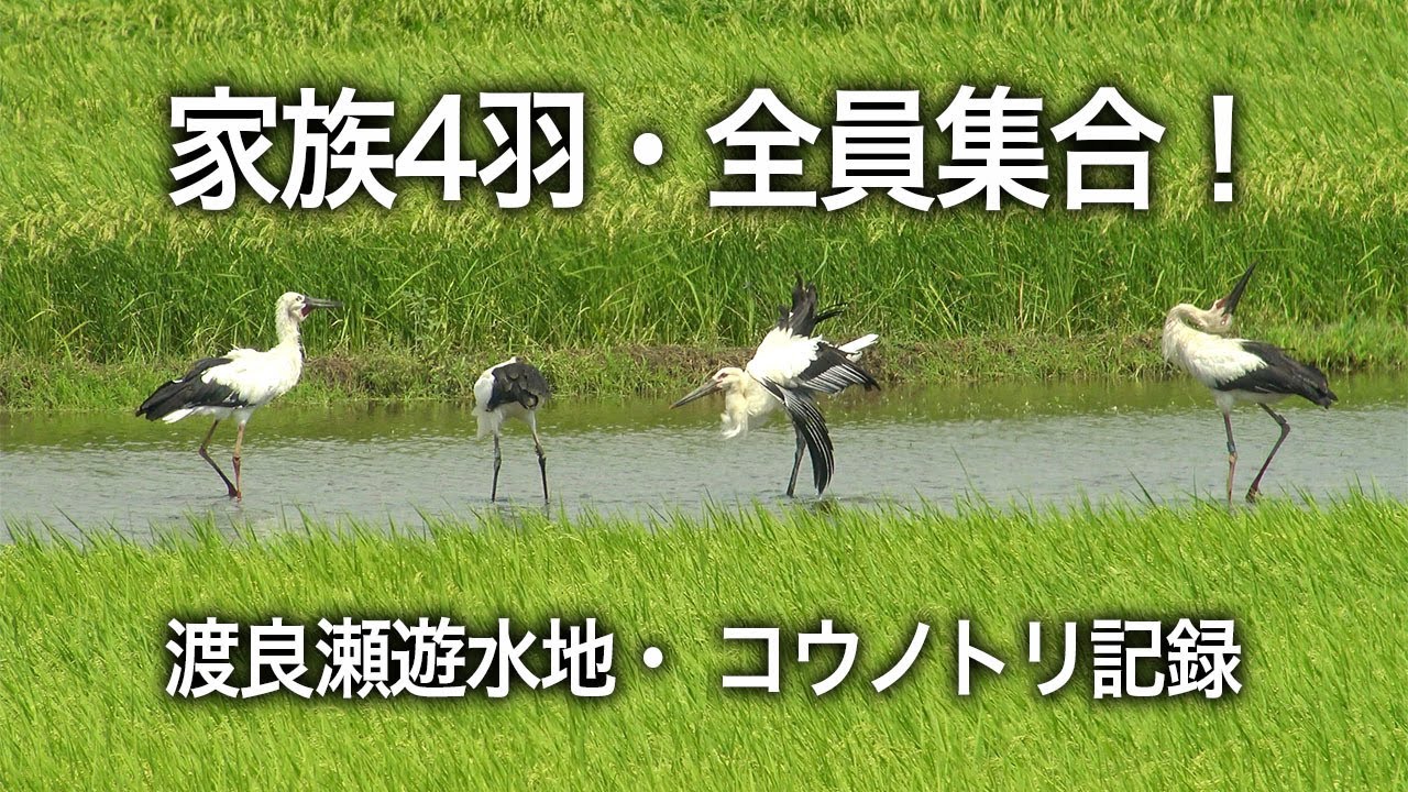 渡良瀬遊水地コウノトリ・2020/08/16・コウノトリ家族全員集合 / Oriental stork