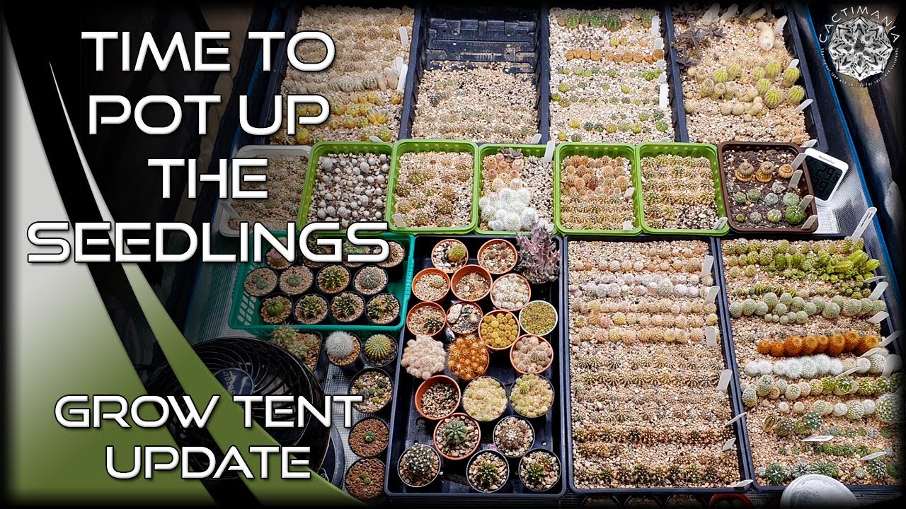 Cactus Seedling Grow Tent Update & Potting Up | #Cactus & #Succulents