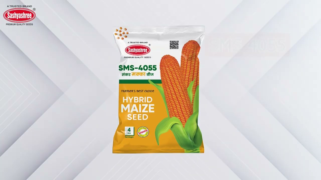 🌽 Record-Breaking Maize Yield! SMS 4055 Hybrid Maize Seed Testimonial | Sashyashree Agri