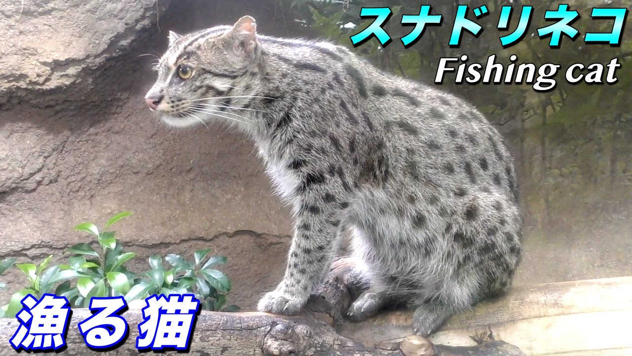 【ネコ】スナドリネコの生態〜スナネコ (砂猫)ではなく「漁(すなど)る」野生のネコ（Fishing cat）〜【猫】