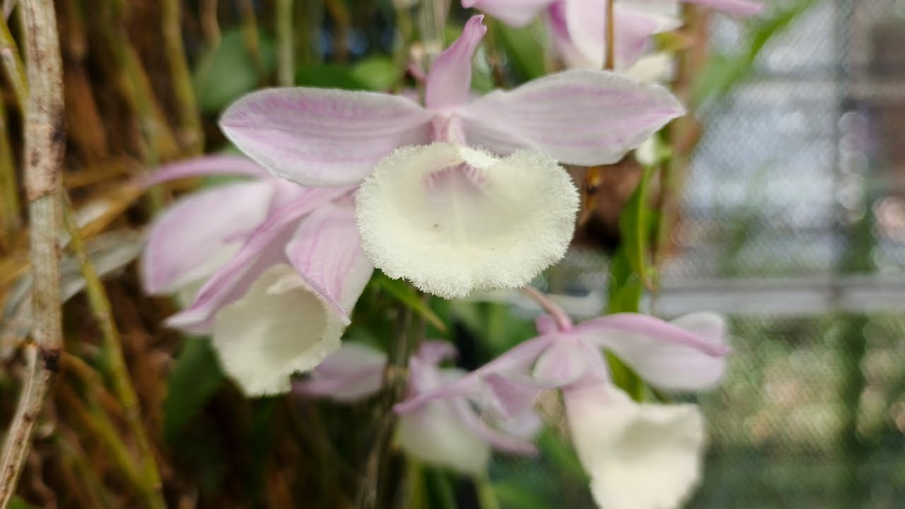 obralll anggrek keriting murcee‼️ Admin 085648088911