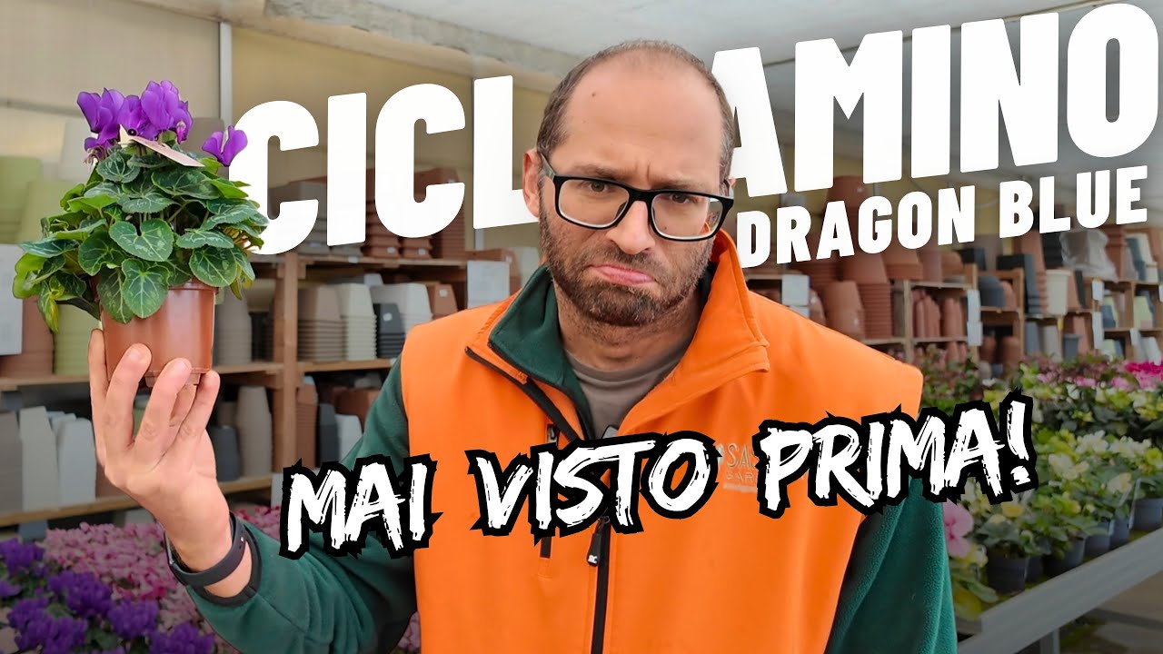 Dragon Blue: come si cura il Ciclamino dal Colore Unico 😍