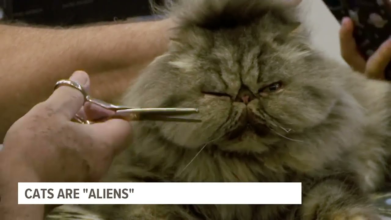 Cats are 'invasive alien species,' Polish scientists say