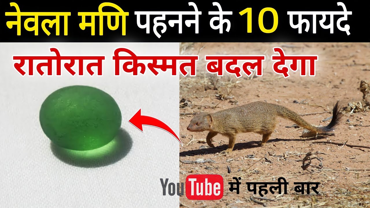 नेवला मणि पहनने के फायदे जानकर चौंक जाओगे, रातोरात किस्मत बदल देगा जाने कैसे//
