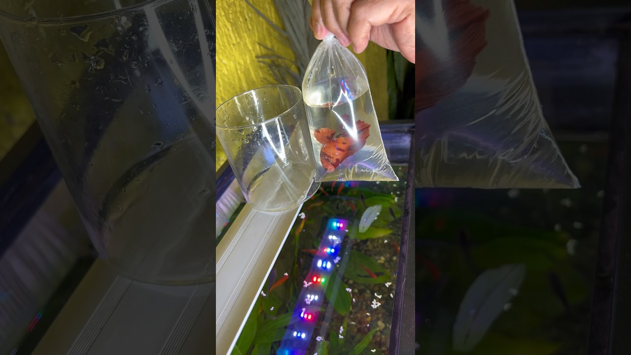 Pez Betta ¡Gigante! 😮🐠 
