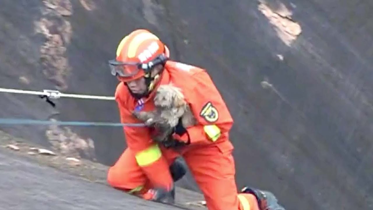 Firefighters rescue dog stranded on cliff in central China