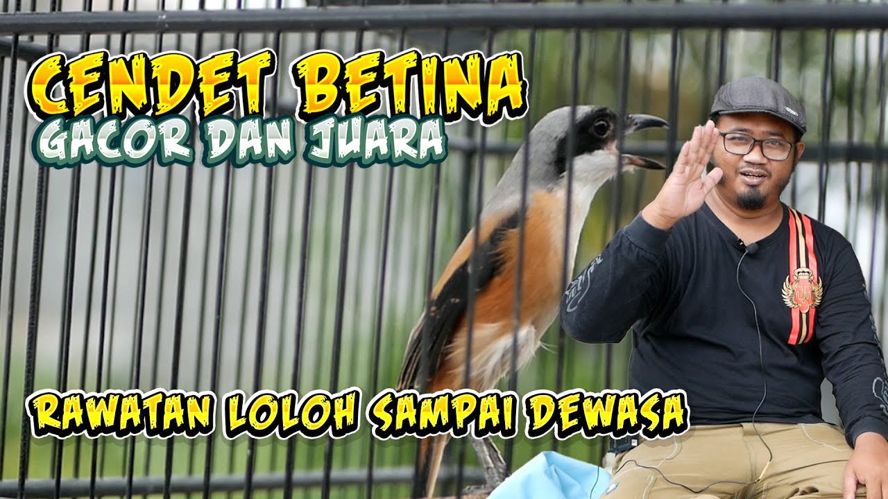 Burung Cendet Betina Apakah Bisa Gacor Dan Juara Lomba