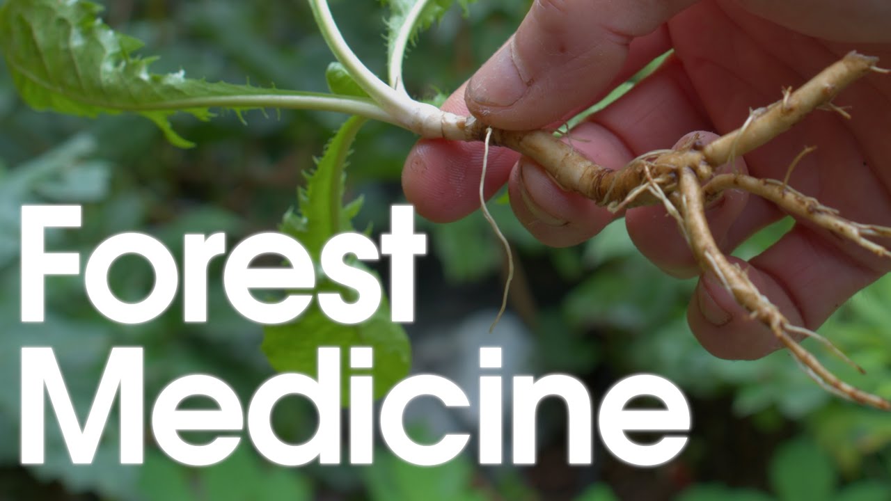 Forest Medicine