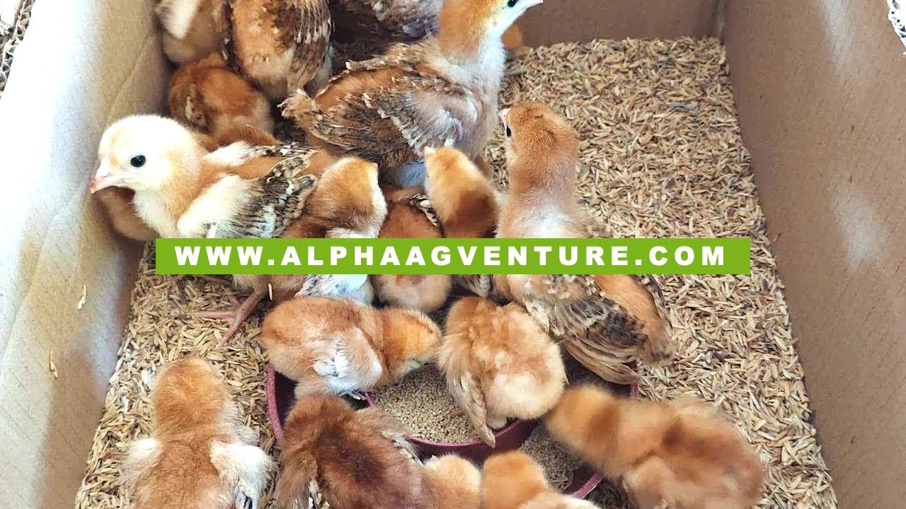 Paano Naghahanda ng mga Sisiw na For Pickup si Alpha Agventure Farms?