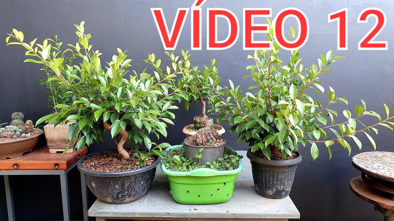 Bonsai apartir de estaca - Ficus  Retusa