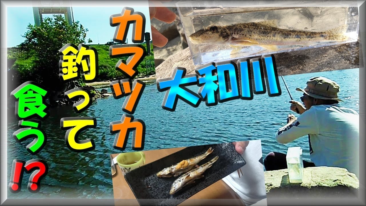 【大和川・カマツカ】ヤバい！20cm超えのBIGカマツカを筆頭に爆釣！？バス釣りで有名なポイントで小物釣りを楽しんだあとは、カマツカの塩焼きで料理して食べてみた！GW釣り・河内橋・オイカワ居ない
