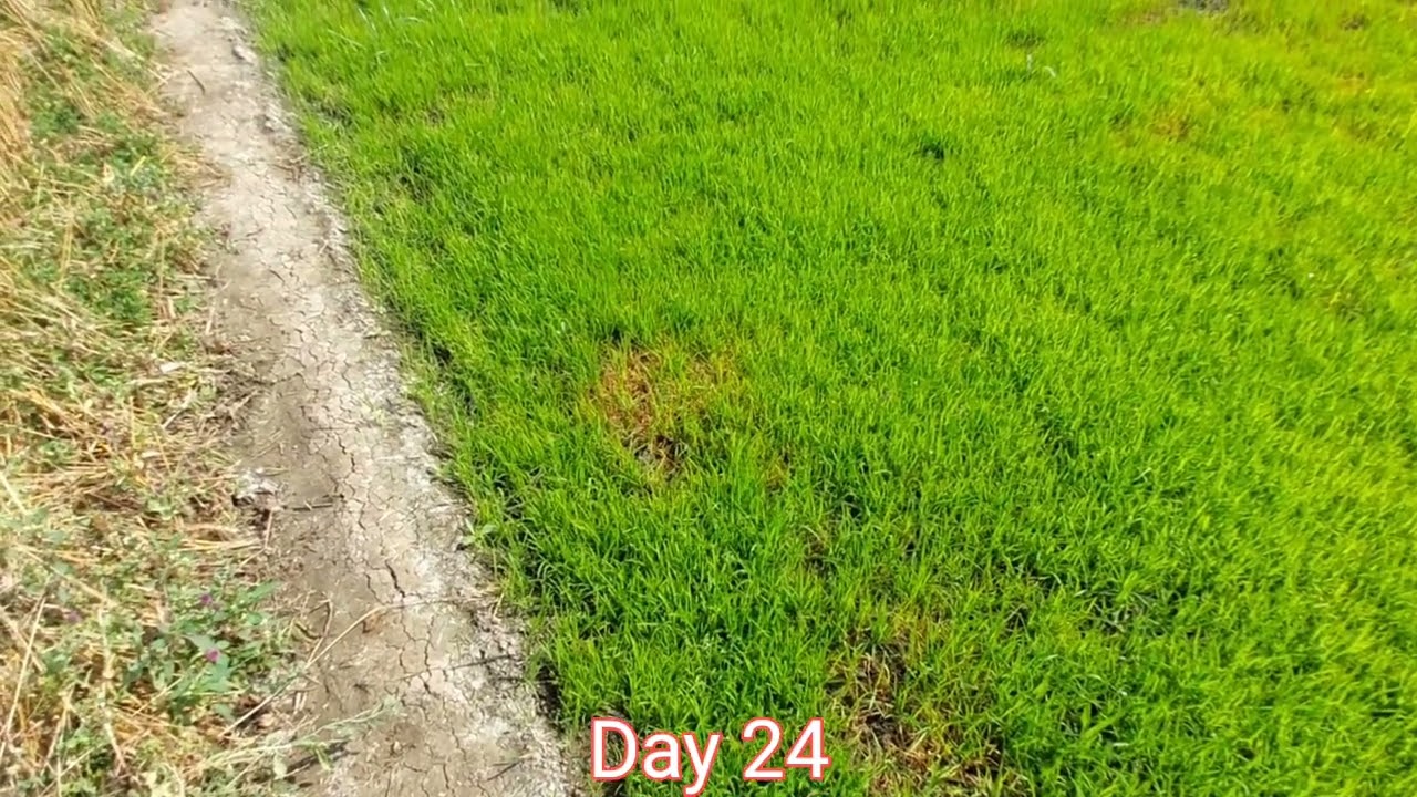 2025 Rice Farming Journey: From Seed to Harvest Day 24