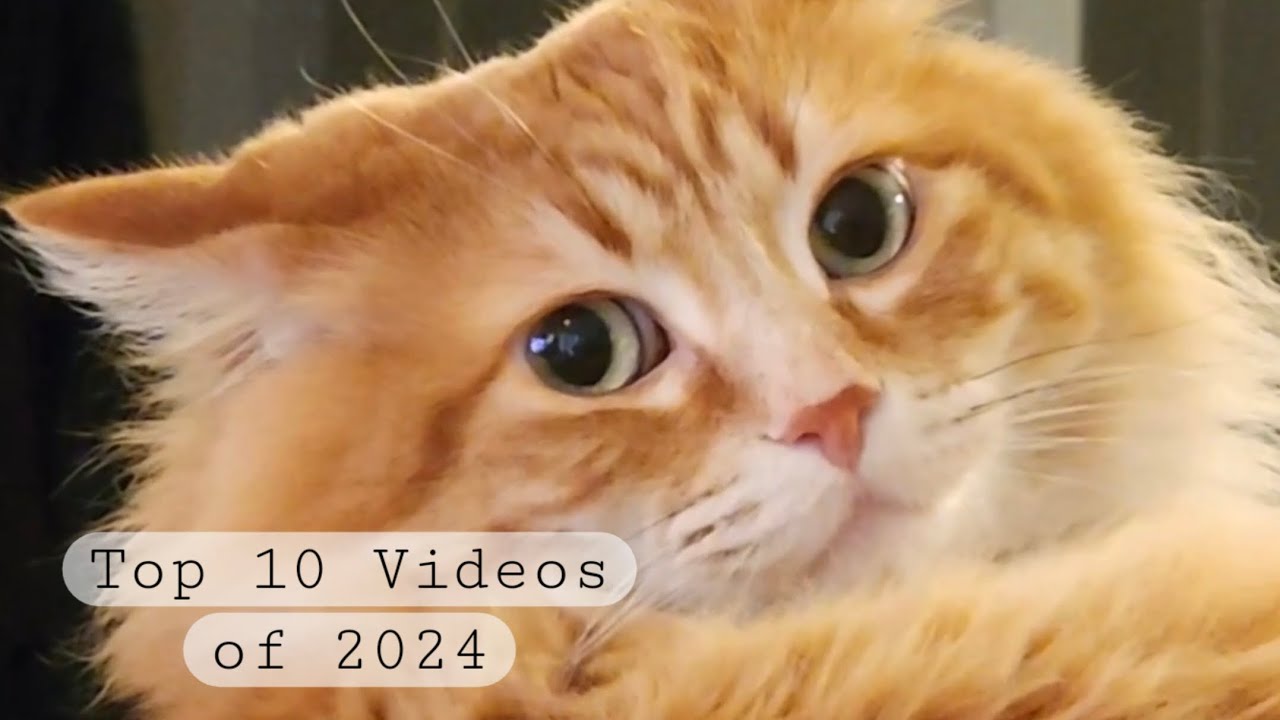 ✨Waltito's Top 10 Videos of 2024✨
