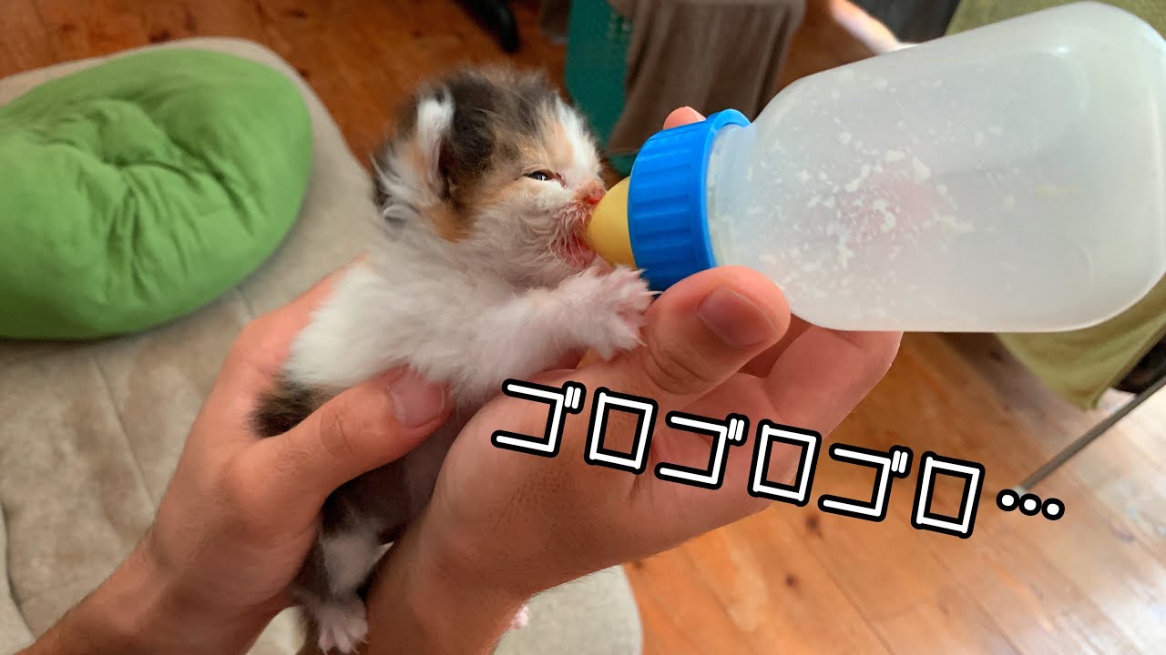 ミルクを飲ませてあげるとうっとりして喉をゴロゴロさせちゃう子猫【保護猫8日目】