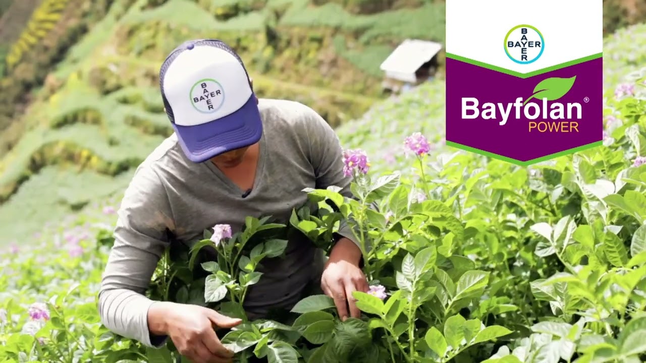 Elvis aumentó los ingresos de su cultivo de papa con Bayfolan® Power | Agro Bayer Perú​