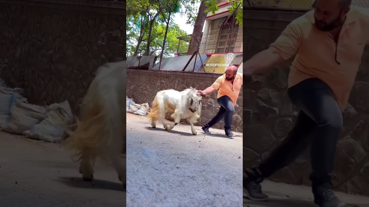 Bakra Eid Season 2023 on FSA