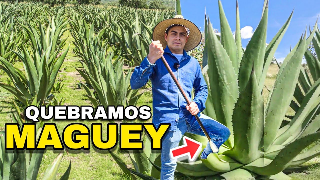 Como se TRUENA un MAGUEY para producir AGUAMIEL