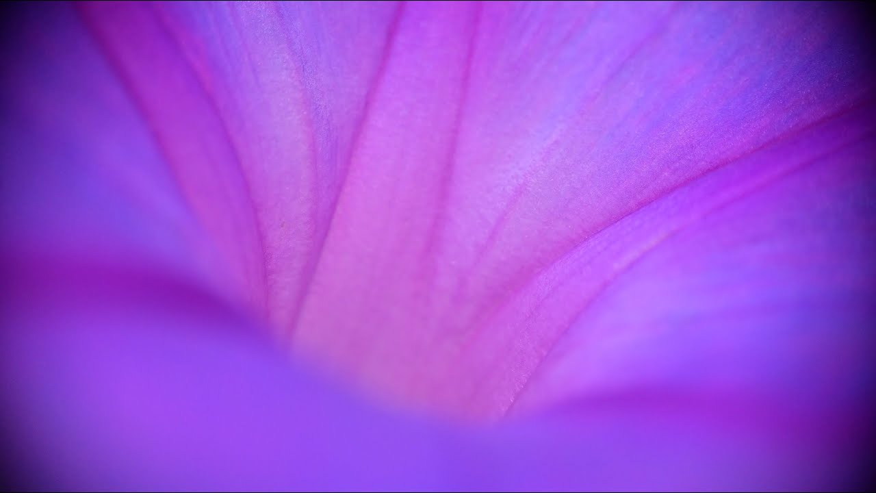 札幌百合が原公園　温室の花たちとユリ  2020年7月19日【Nikon Z50 マクロ写真】