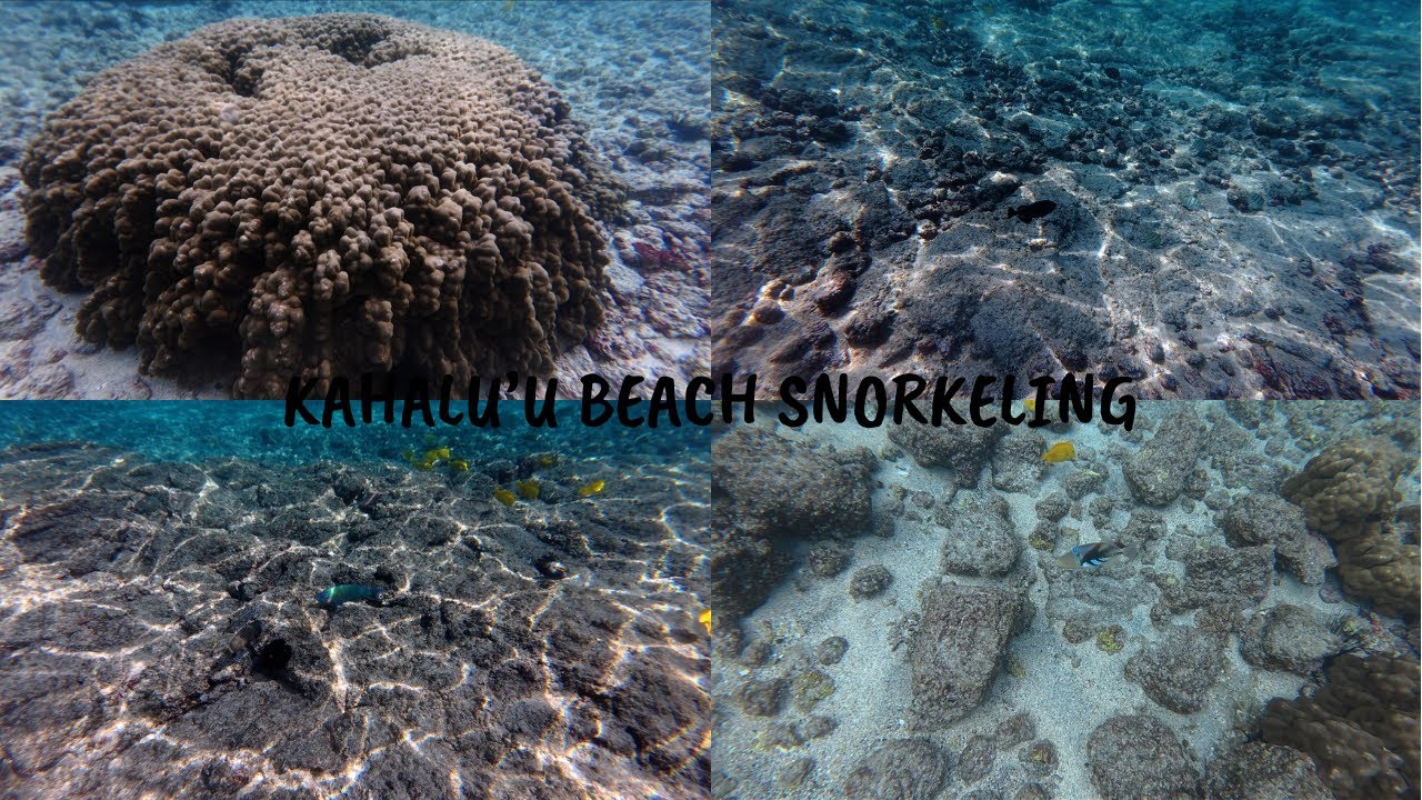 Best snorkeling on Big Island- Kahalu'u Beach