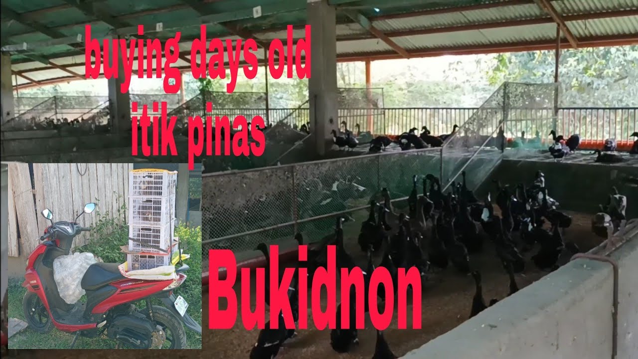 Duck farming| buying itik pinas days old in maramag bukidnon.