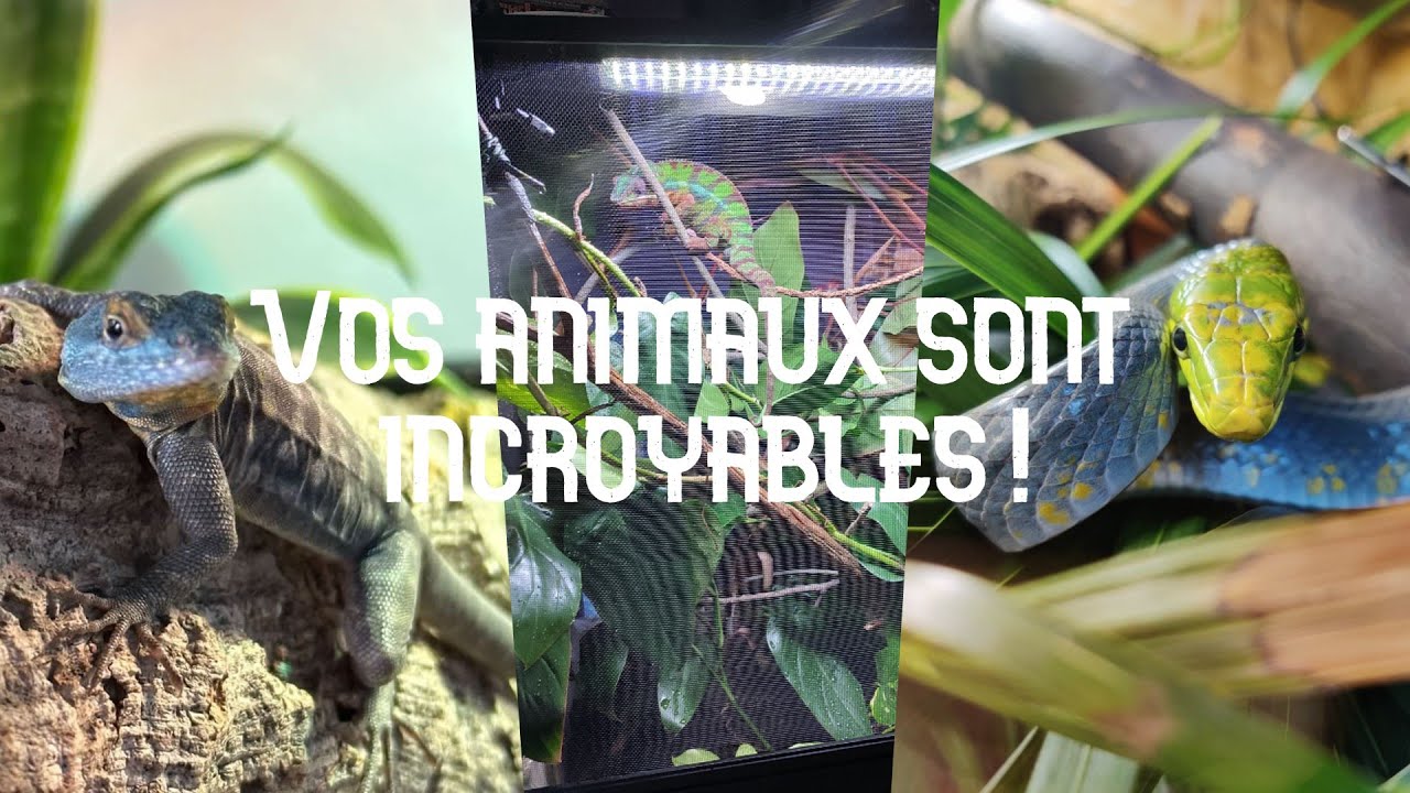JE DECOUVRE VOS NOUVELLES INSTALLATIONS ET NOUVEAUX ANIMAUX !