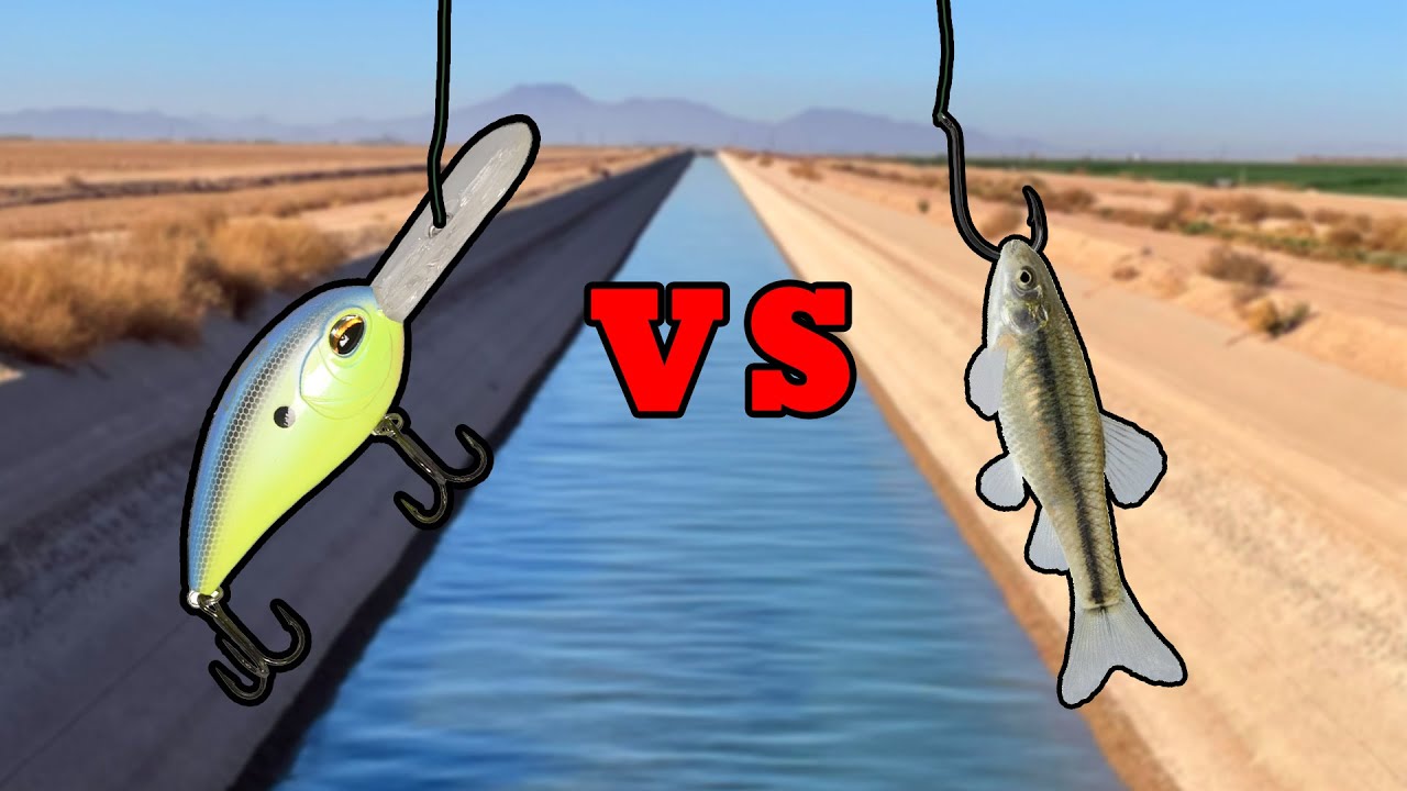 LIVE BAIT VS LURES - What Bait Catches More Fish?