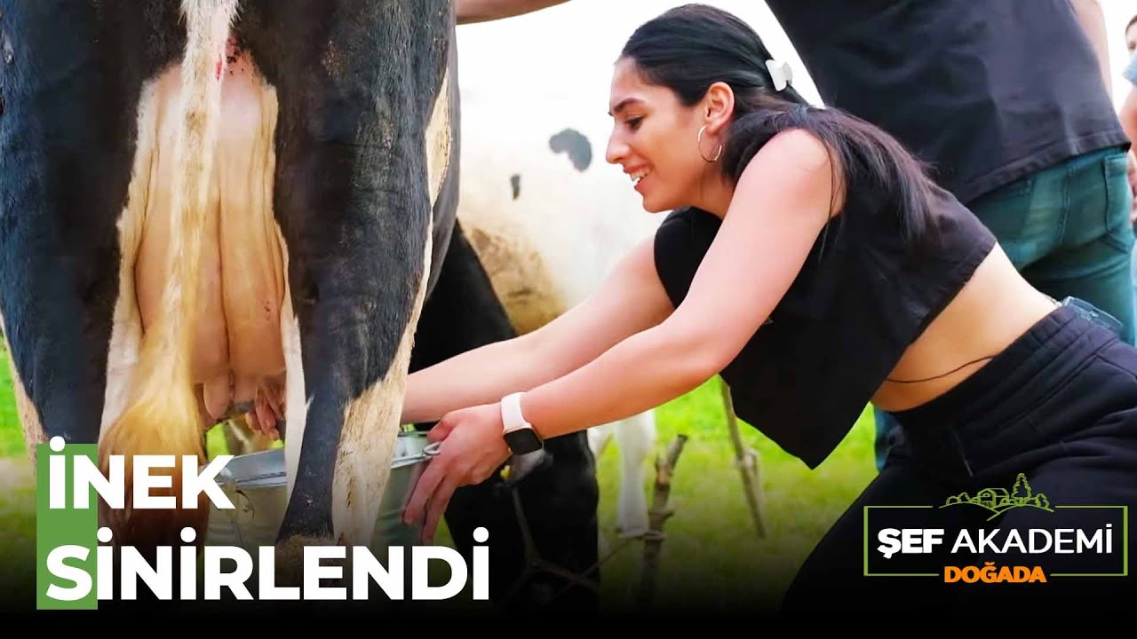 Yarışmacıların Korkulu Süt Sağma Görevi - Şef Akademi Doğada 1. Bölüm
