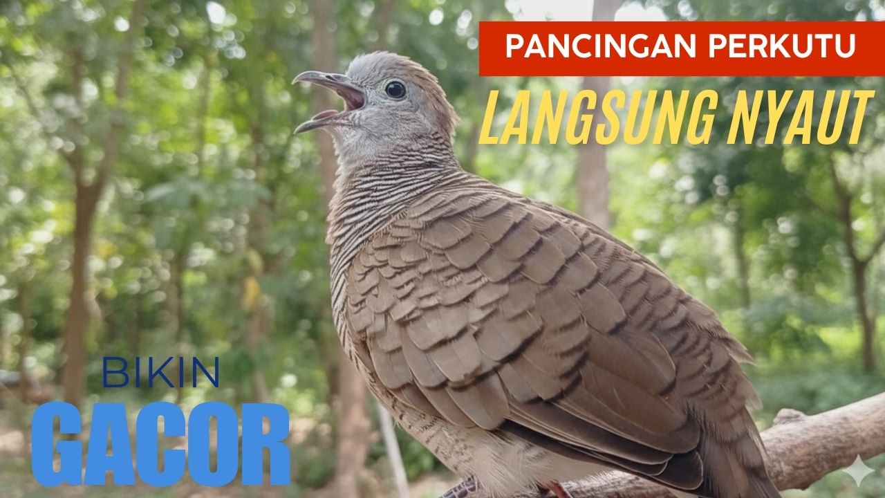 Suara Perkutut Lokal Gacor Panjang | Relaxing Zebra Dove Sounds for Sleep