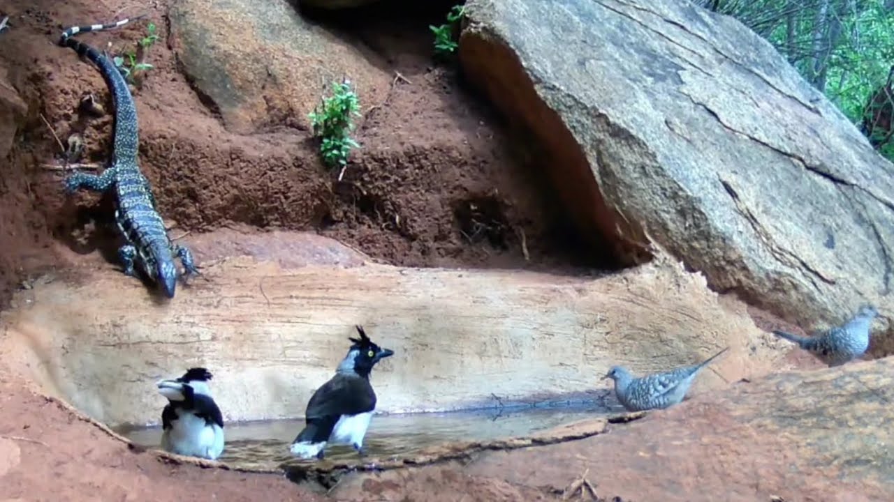 TEIÚ BEBENDO ÁGUA DE CABEÇA PARA BAIXO...