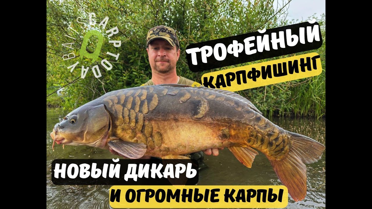 Трофейный Карпфишинг . Новый Дикарь и Огромные Карпы