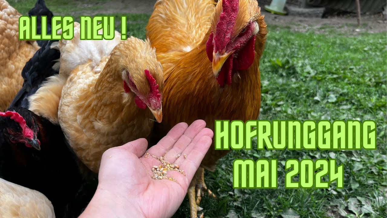 seltene Hühner und Enten Rassen -  Hofrundgang Mai 2024