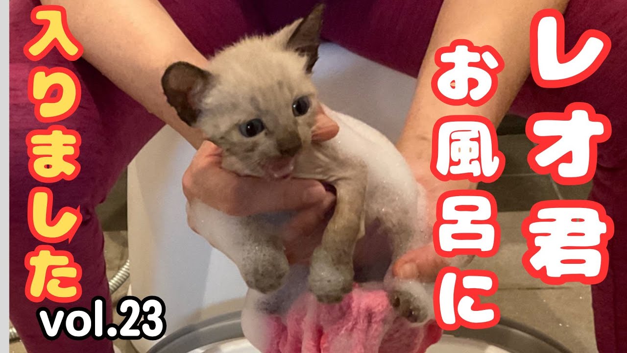 【初めてのお風呂】最初は怖くて泣きまくり、だんだん心地良くなりうっとりしてしまったレオ君です。