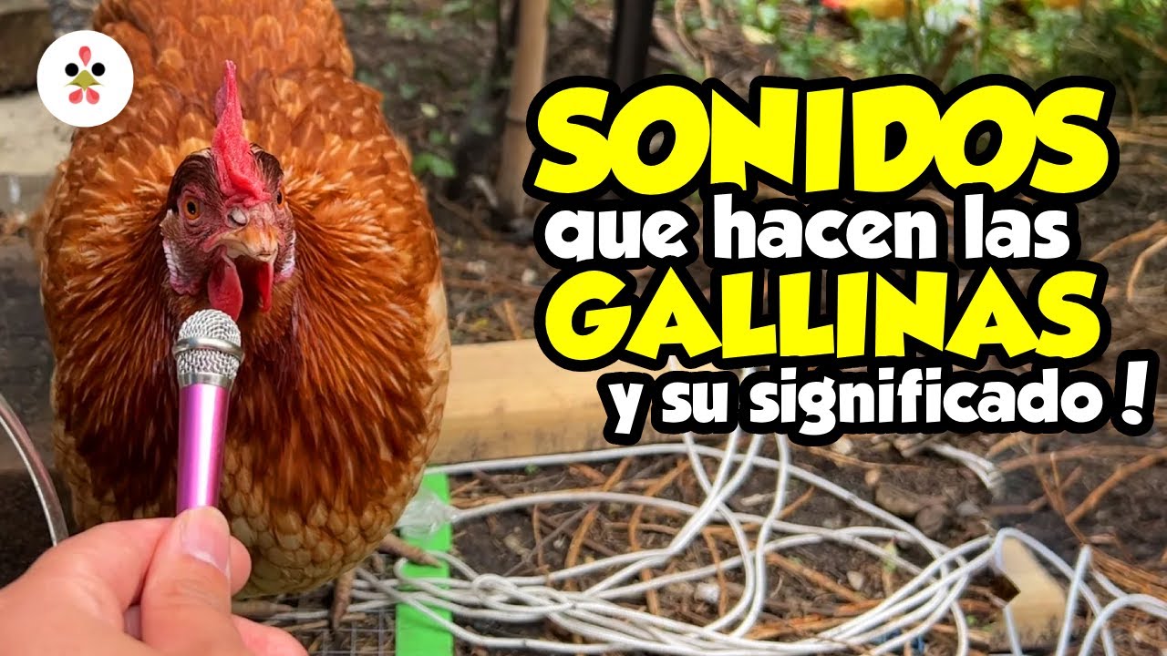 Estos son los sonidos que usan las gallinas para comunicarse 🐔🎵