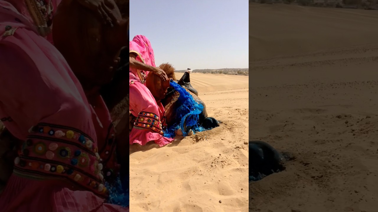امرأة مسنة تملأ إناءً بالماء الأبيض وتنظف ذيل وبطن الجمل بعناية