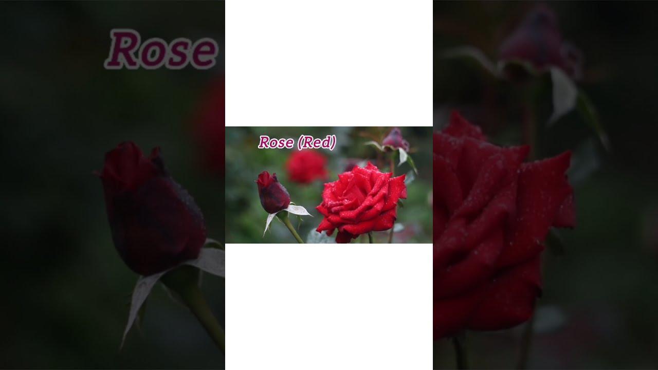 Uncover the World's Most Beautiful Flowers! #flowers #trending2024