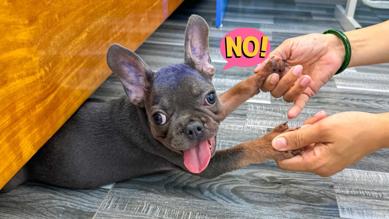 Don't Put That Medicine On My Head: The Funny Story of Mun Dog