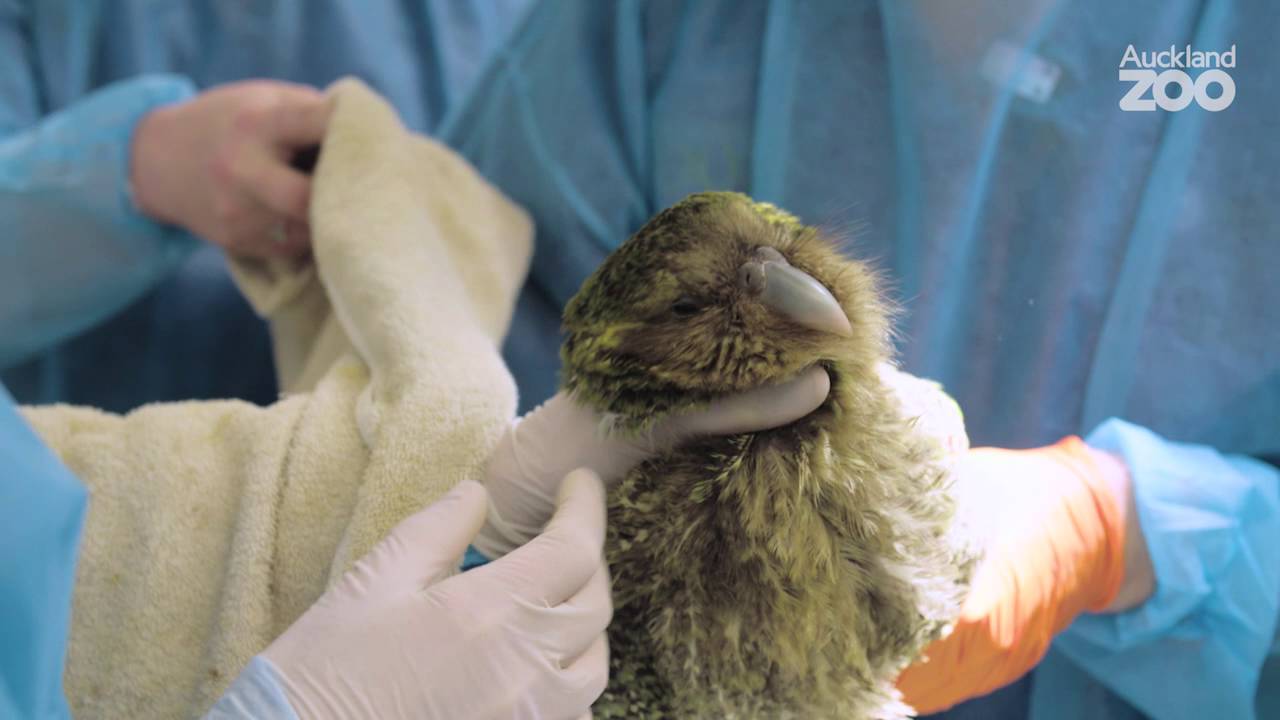 Zoo News - Caring for kākāpō